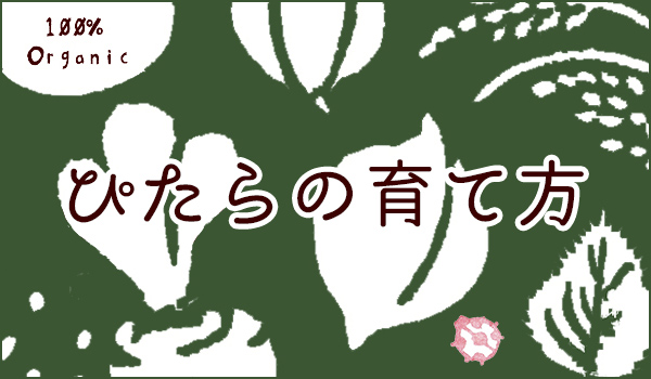 ぴたらの育て方